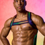 Varsity Pride Harness
